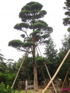 日本罗汉松